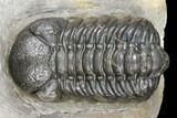 Austerops Trilobite - Nice Eye Facets #127021-2